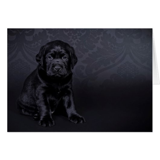 Black Labrador puppy Cards (Front Horizontal)
