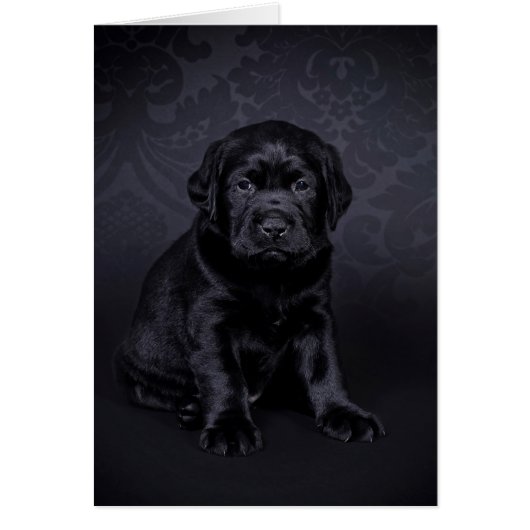 Black Labrador puppy Cards (Front)