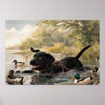 Black Labrador Puppy, Labrador Hunting Poster