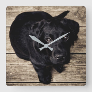 Black Labrador Puppy Square Wall Clock