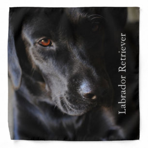 Black Labrador Retriever Bandana