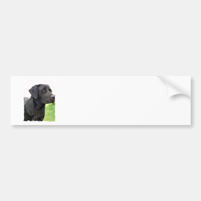Black Labrador Retriever Bumper Sticker (Front)