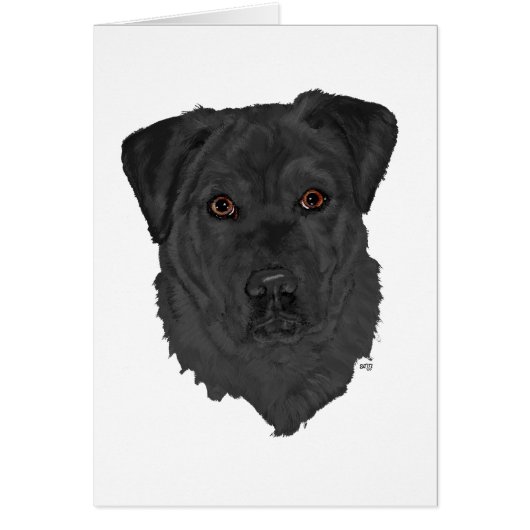 Black Labrador Retriever Cards (Front)
