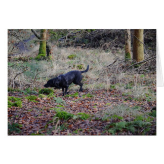Black Labrador Retriever Cards