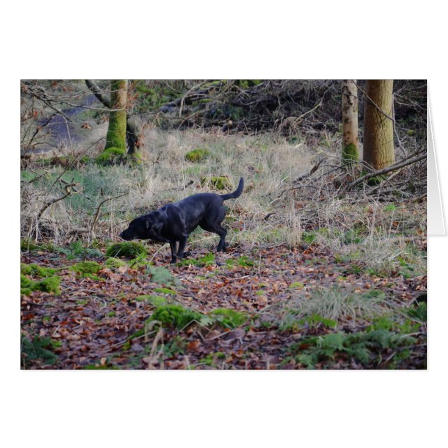 Black Labrador Retriever Cards (Front Horizontal)