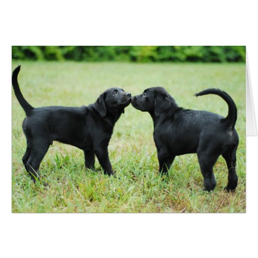 Black Labrador Retriever Cards (Front Horizontal)