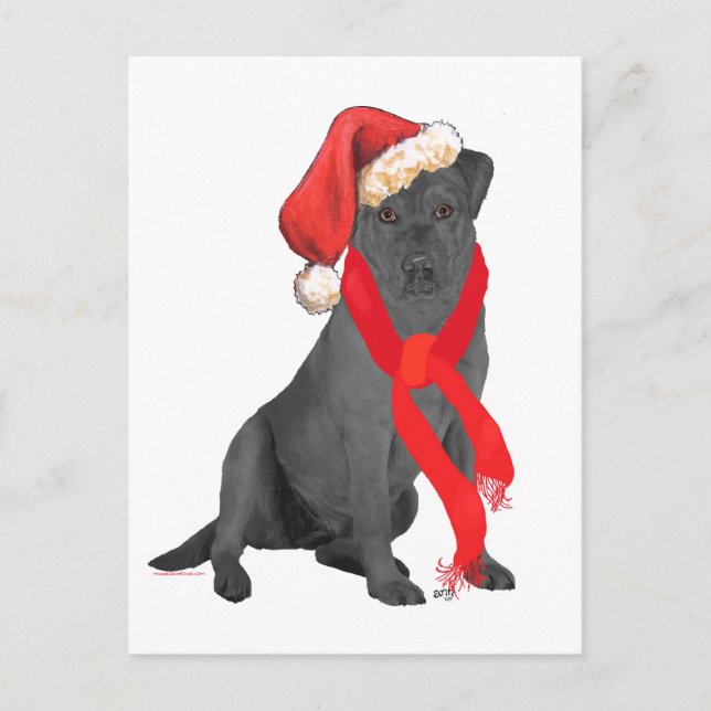 Black Labrador Retriever Christmas Holiday Postcard (Front)