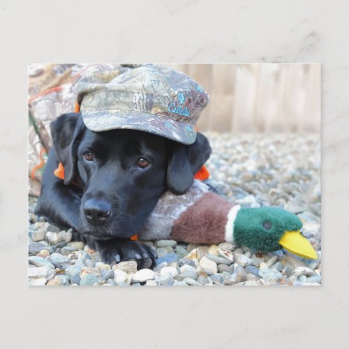 Black Labrador Retriever Cute Duck Hunting Dog Postcard