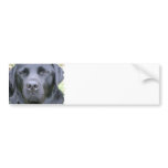Black Labrador Retriever Dog Bumper Sticker