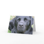 Black Labrador Retriever Dog Greeting Card