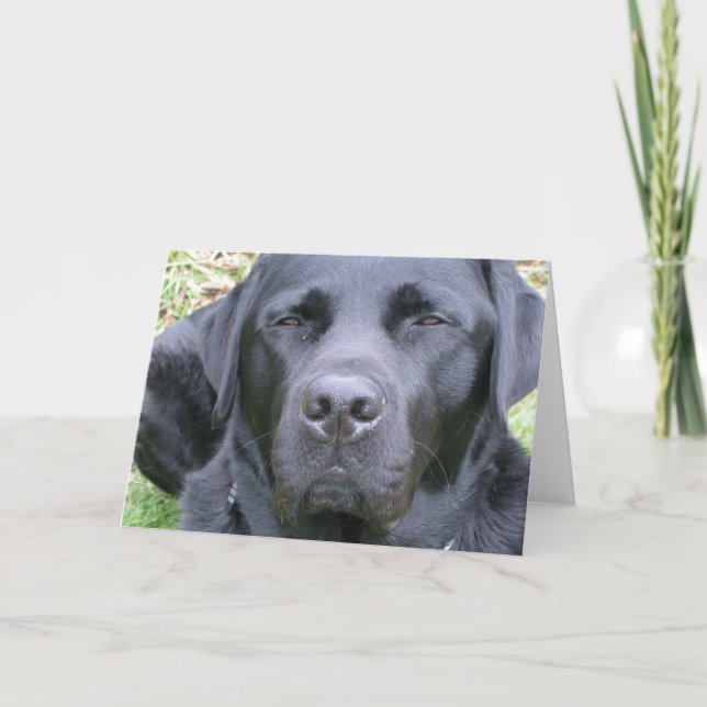 Black Labrador Retriever Dog Greeting Card (Front)