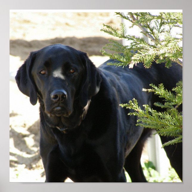 Black Labrador Retriever Dog Poster (Front)