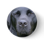Black Labrador Retriever Dog Round Button