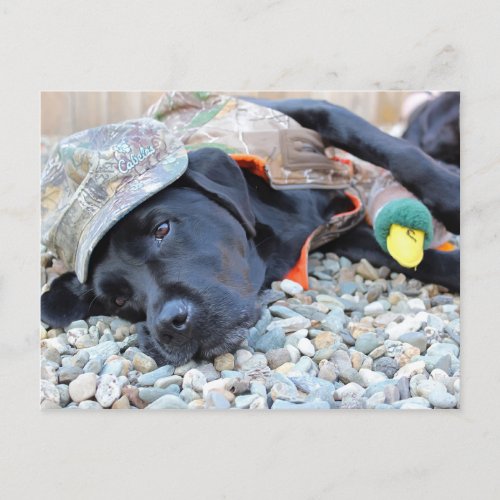 Black Labrador Retriever Funny Duck Hunting Dog Postcard