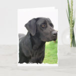 Black Labrador Retriever Greeting Card