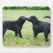 Black Labrador Retriever