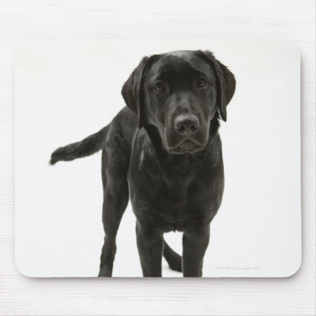 Black labrador retriever mouse pad (Front)