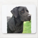 Black Labrador Retriever Mouse Pad