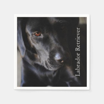 Black Labrador Retriever Napkins by artinphotography at Zazzle
