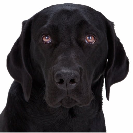 Black Labrador Retriever Photo Cutouts | Zazzle