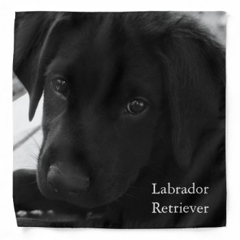 Black Labrador Retriever Puppy Bandana by artinphotography at Zazzle
