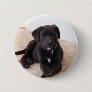 Black Labrador Retriever Puppy Button
