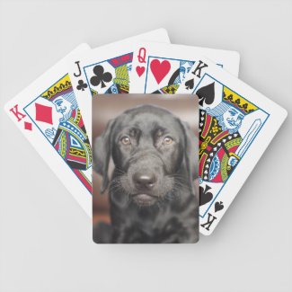 Black Labrador Retriever Puppy Dog Card Decks