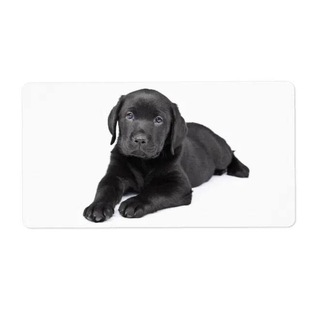 Black Labrador Retriever Puppy Dog Sticker | Zazzle