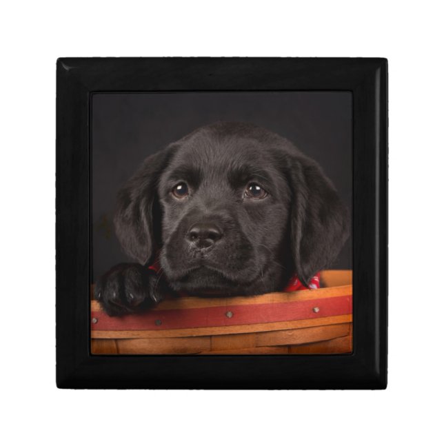 Black labrador retriever puppy in a basket gift box (Front)