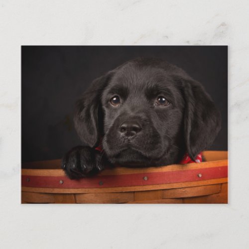 Black labrador retriever puppy in a basket postcard