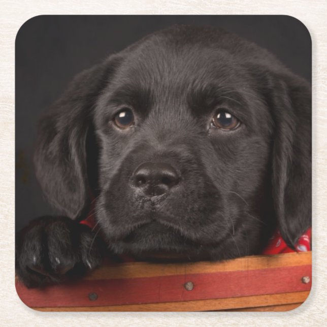 Black labrador retriever puppy in a basket square paper coaster (Front)