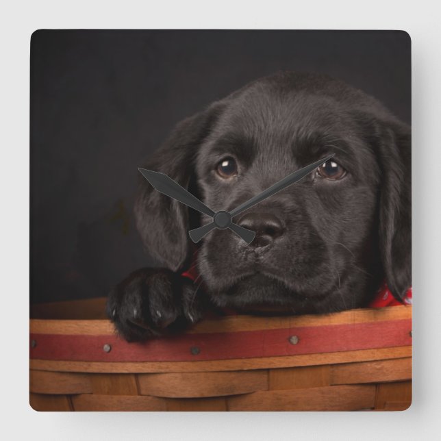 Black labrador retriever puppy in a basket square wall clock (Front)