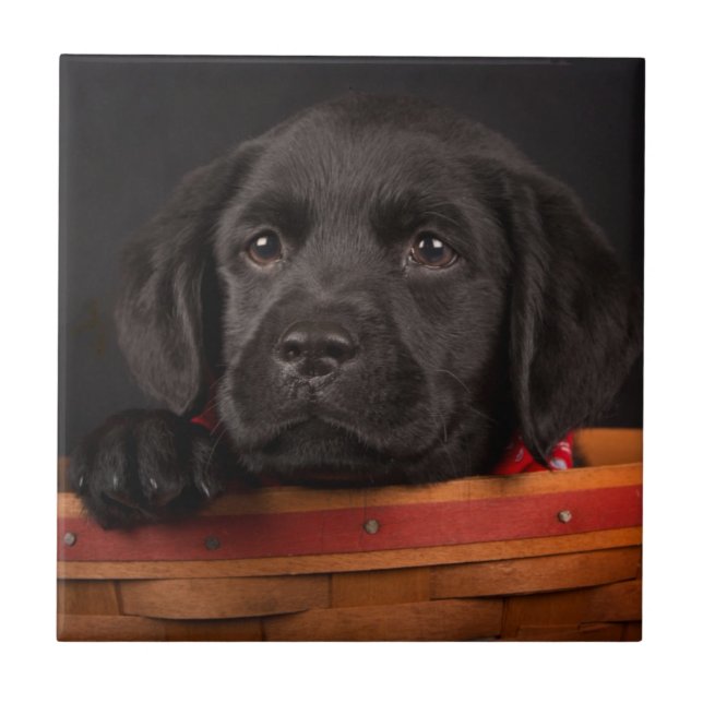 Black labrador retriever puppy in a basket tile (Front)