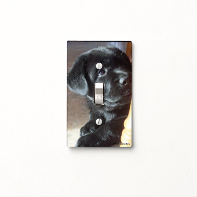 Black Labrador Retriever Puppy Light Switch Plate (In Situ)