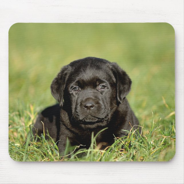 Black labrador retriever puppy mouse pad (Front)