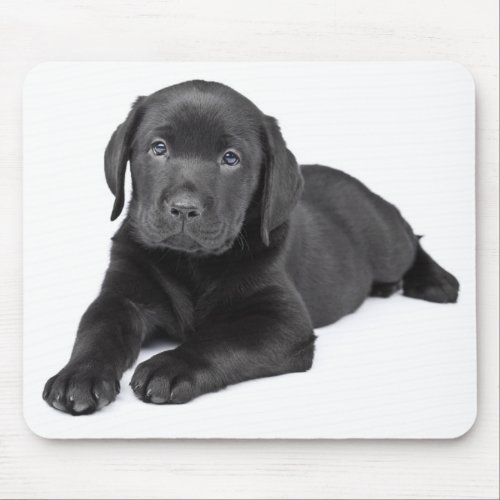 Black Labrador Retriever Puppy Mousepad