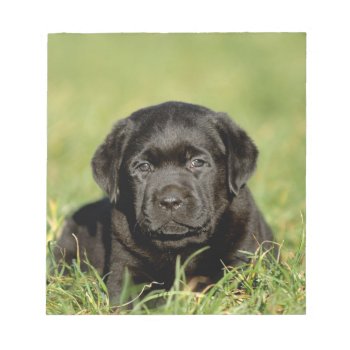 Black Labrador Retriever Puppy Notepad by petsArt at Zazzle