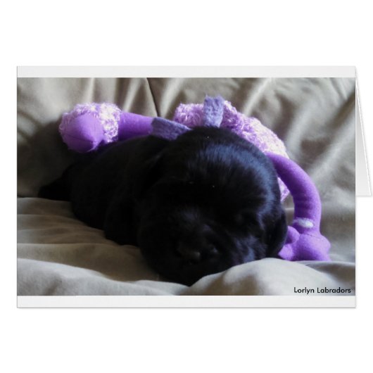 Black Labrador Retriever Puppy on a Blank Card (Front Horizontal)