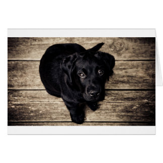 Black Labrador Retriever Puppy on Wood Cards