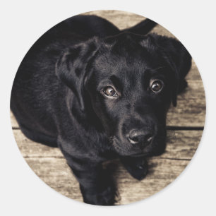 Black Labrador Retriever Puppy on Wood Classic Round Sticker