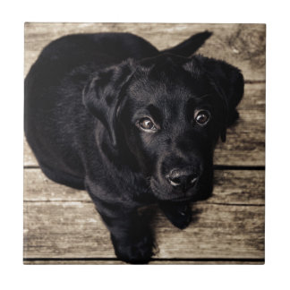 Black Labrador Retriever Puppy on Wood Tile