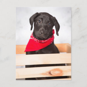 Black Labrador Retriever Puppy Postcard