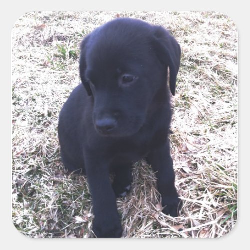 Black Labrador Retriever Puppy Square Sticker