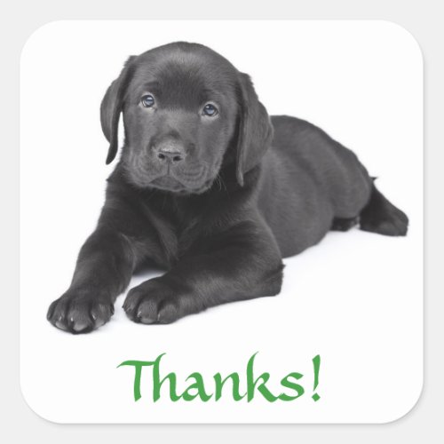 Black Labrador Retriever Puppy Thank You Sticker