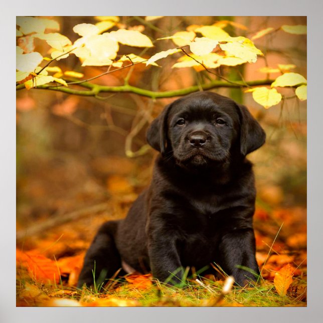 Black Labrador Retriever Puppy With Autumn Leaves Poster (Front)