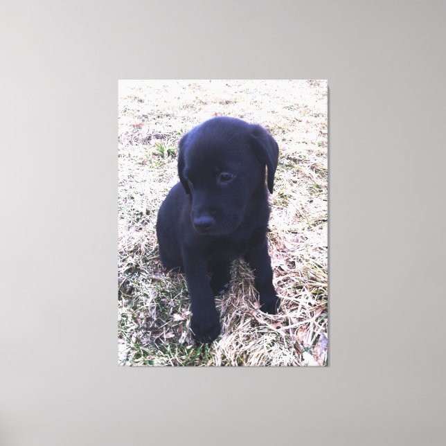 Black Labrador Retriever Puppy Wrapped Canvas Print (Front)