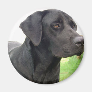 Black Labrador Retriever Round Magnet