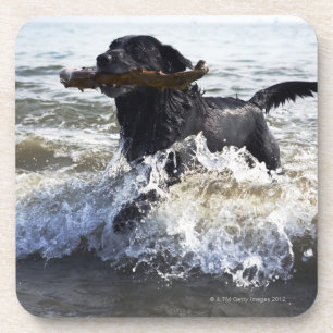 Black Labrador retriever running through surf, Beverage Coaster