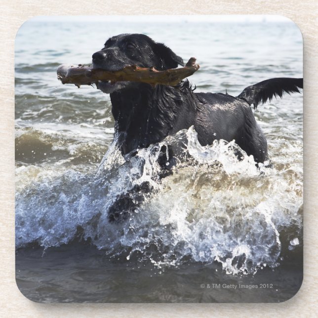 Black Labrador retriever running through surf, Beverage Coaster (Front)