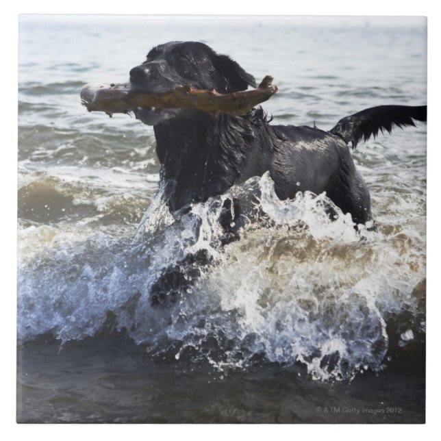 Black Labrador retriever running through surf, Ceramic Tile (Front)